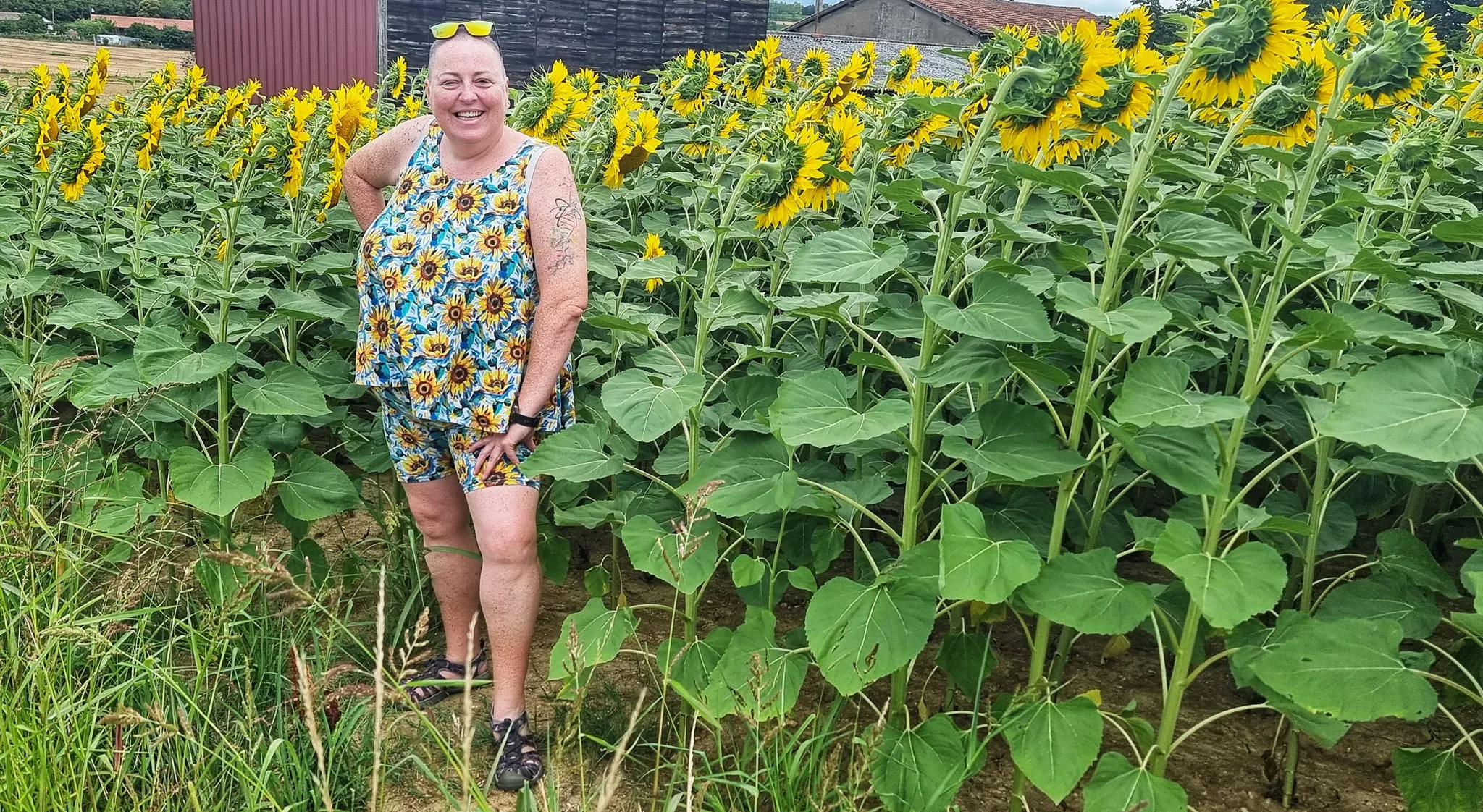 Irresistible Bamboo Jersey Summer Sunflower Fabric £16.50pm (With Wholesale Pricing) 27 Bamboo Jersey Summer Sunflower Fabric